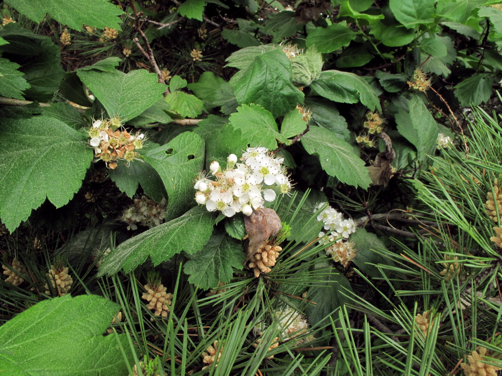 Изображение особи род Crataegus.