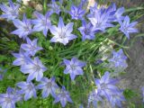 Triteleia laxa