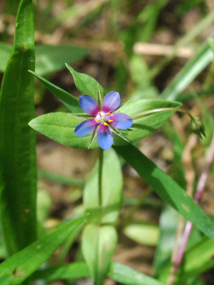 Изображение особи Anagallis foemina.