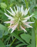 Trifolium ambiguum. Соцветие. Крым, Симферополь, городской парк. 14.06.2013.