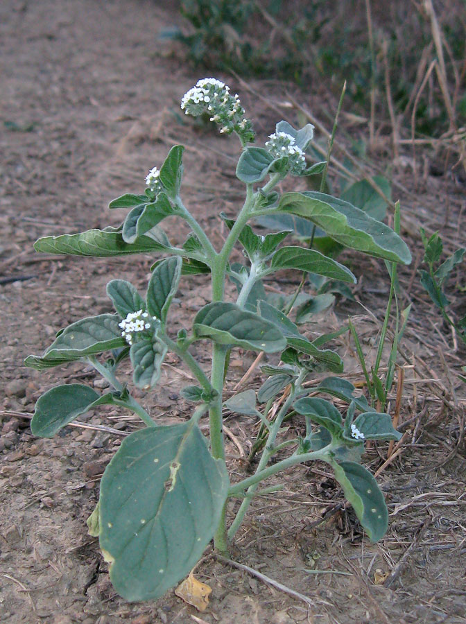 Изображение особи Heliotropium europaeum.