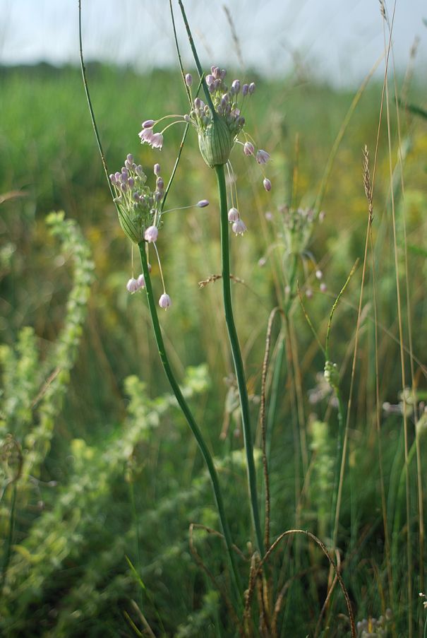 Image of Allium podolicum specimen.
