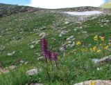 Pedicularis panjutinii