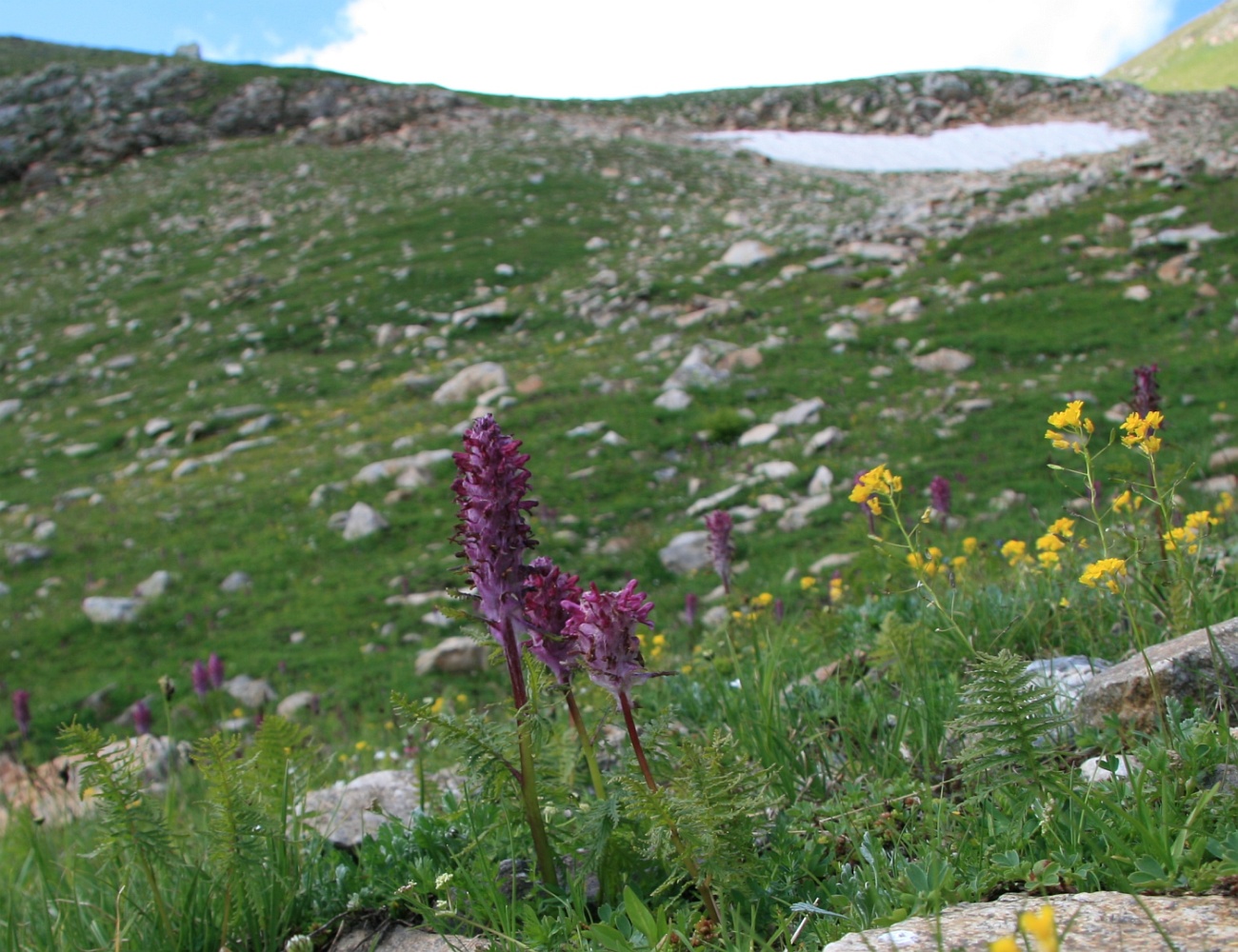 Image of Pedicularis panjutinii specimen.