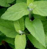 Stachys germanica