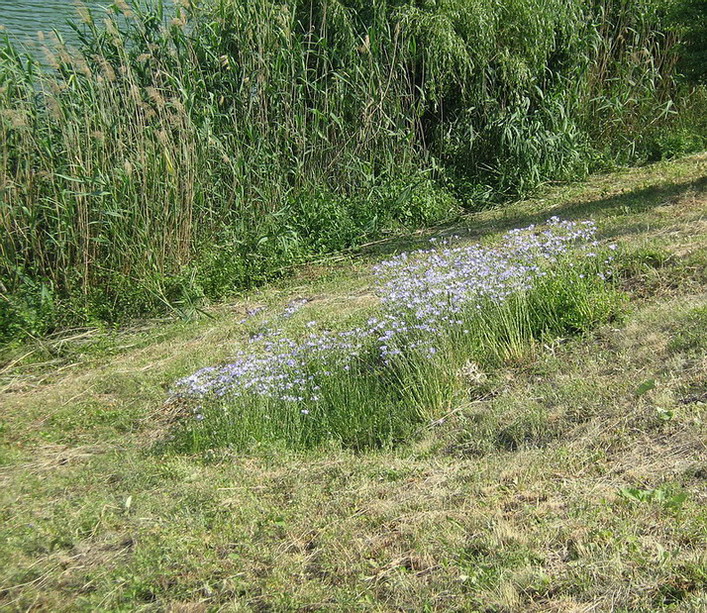 Image of Linum lanuginosum specimen.