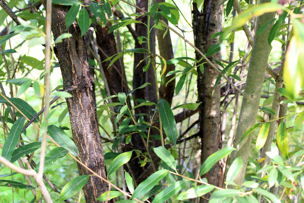 Image of Salix nipponica specimen.