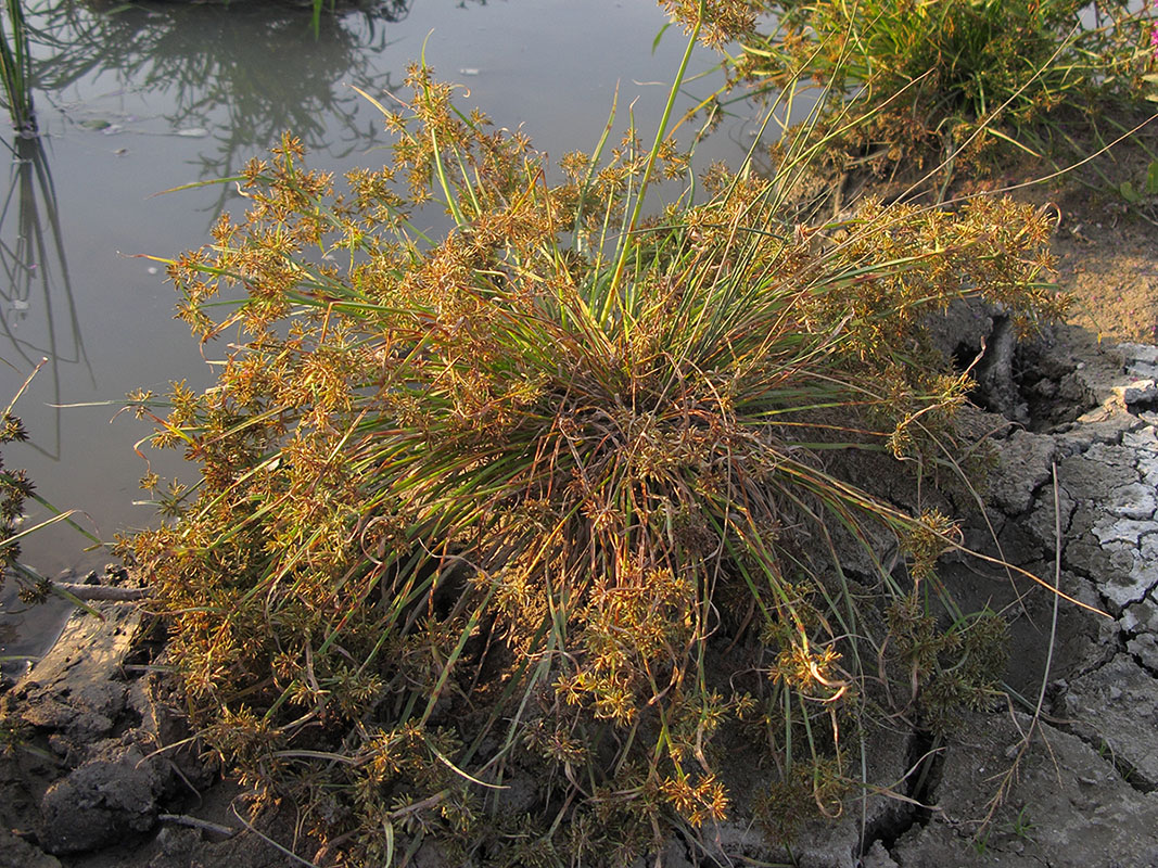 Image of Cyperus fuscus specimen.