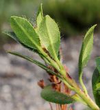 Rhododendron hirsutum