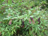 Phytolacca americana