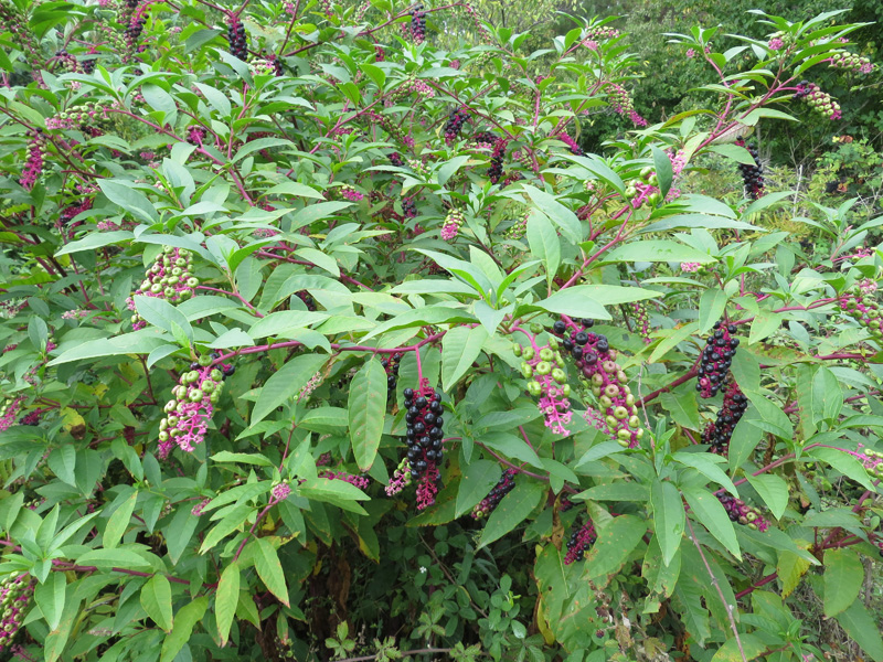 Image of Phytolacca americana specimen.