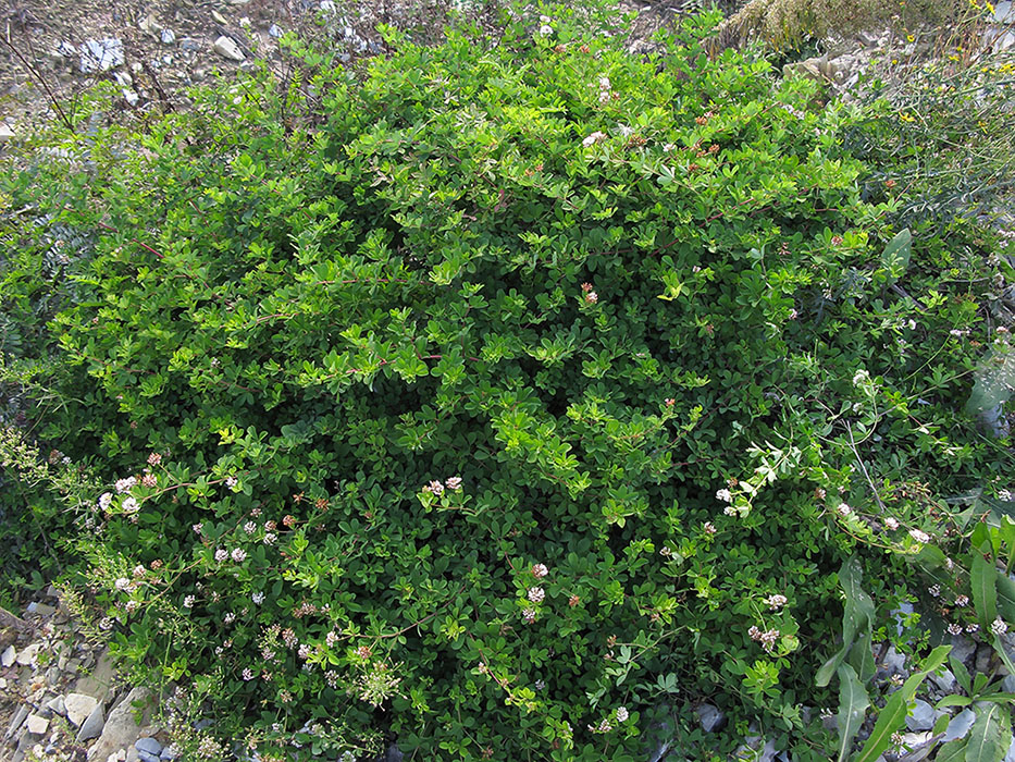 Image of Dorycnium graecum specimen.