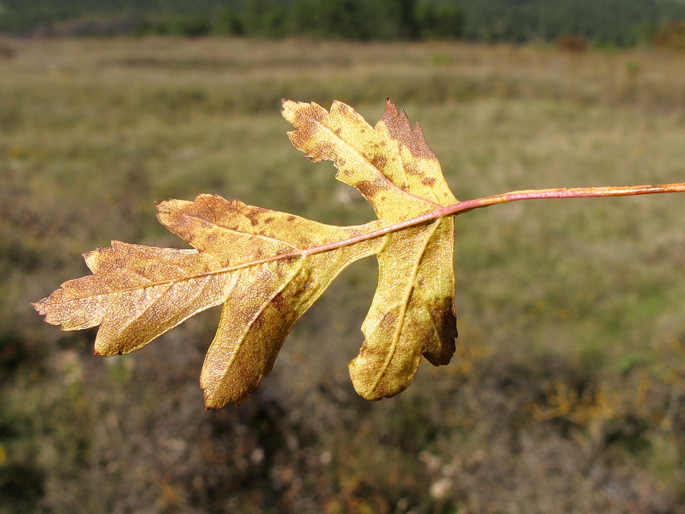 Изображение особи Crataegus atrofusca.