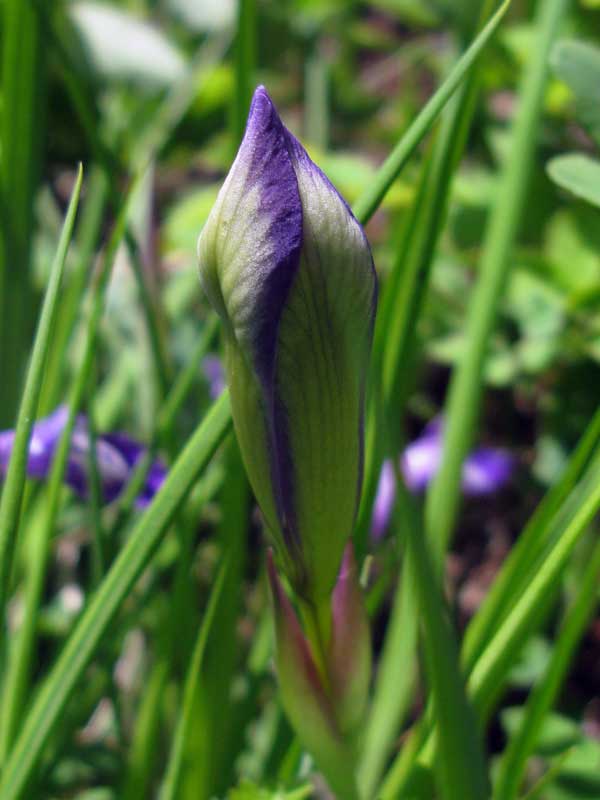 Изображение особи Iris ruthenica.