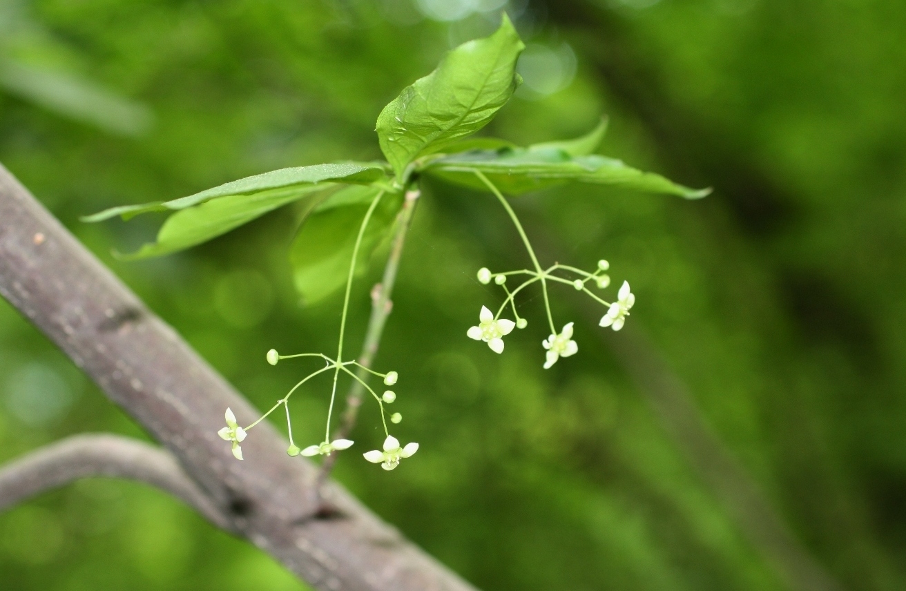 Изображение особи Euonymus latifolius.