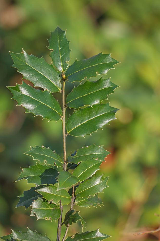 Изображение особи Ilex colchica.