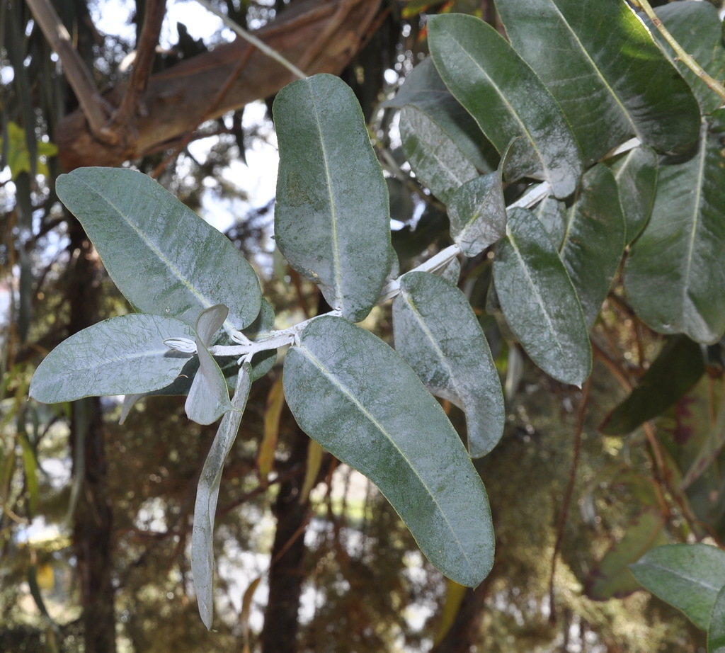 Image of Eucalyptus viminalis specimen.