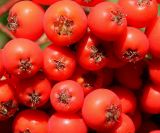 Sorbus aucuparia