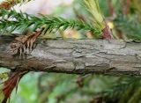 Cryptomeria japonica. Часть ветки и основания побегов. Германия, г. Дюссельдорф, Ботанический сад университета. 04.09.2013.