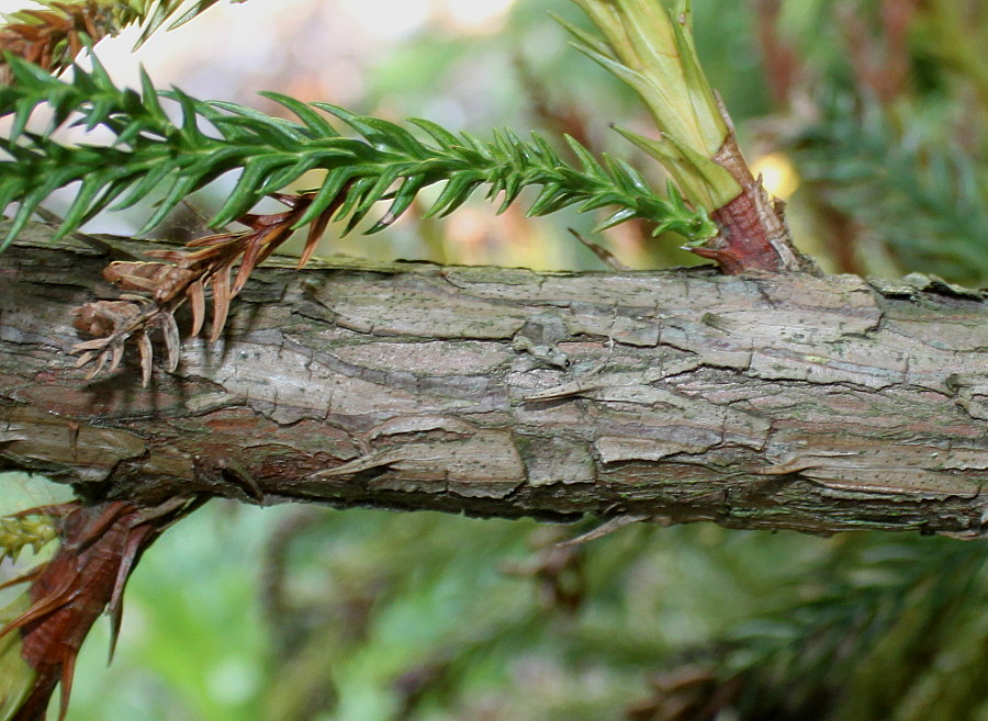 Изображение особи Cryptomeria japonica.