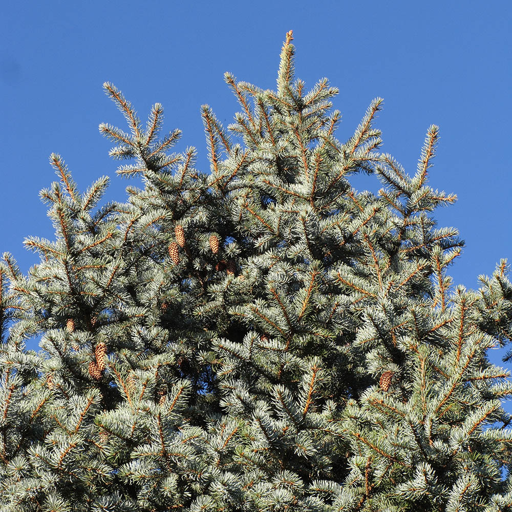 Image of Picea pungens f. glauca specimen.