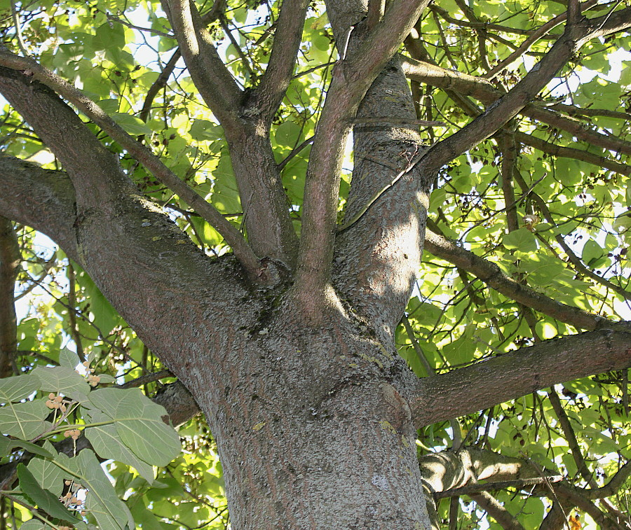 Image of genus Paulownia specimen.