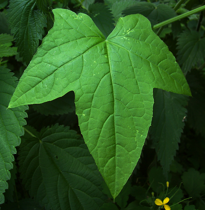 Изображение особи Echinocystis lobata.