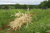 Aruncus dioicus