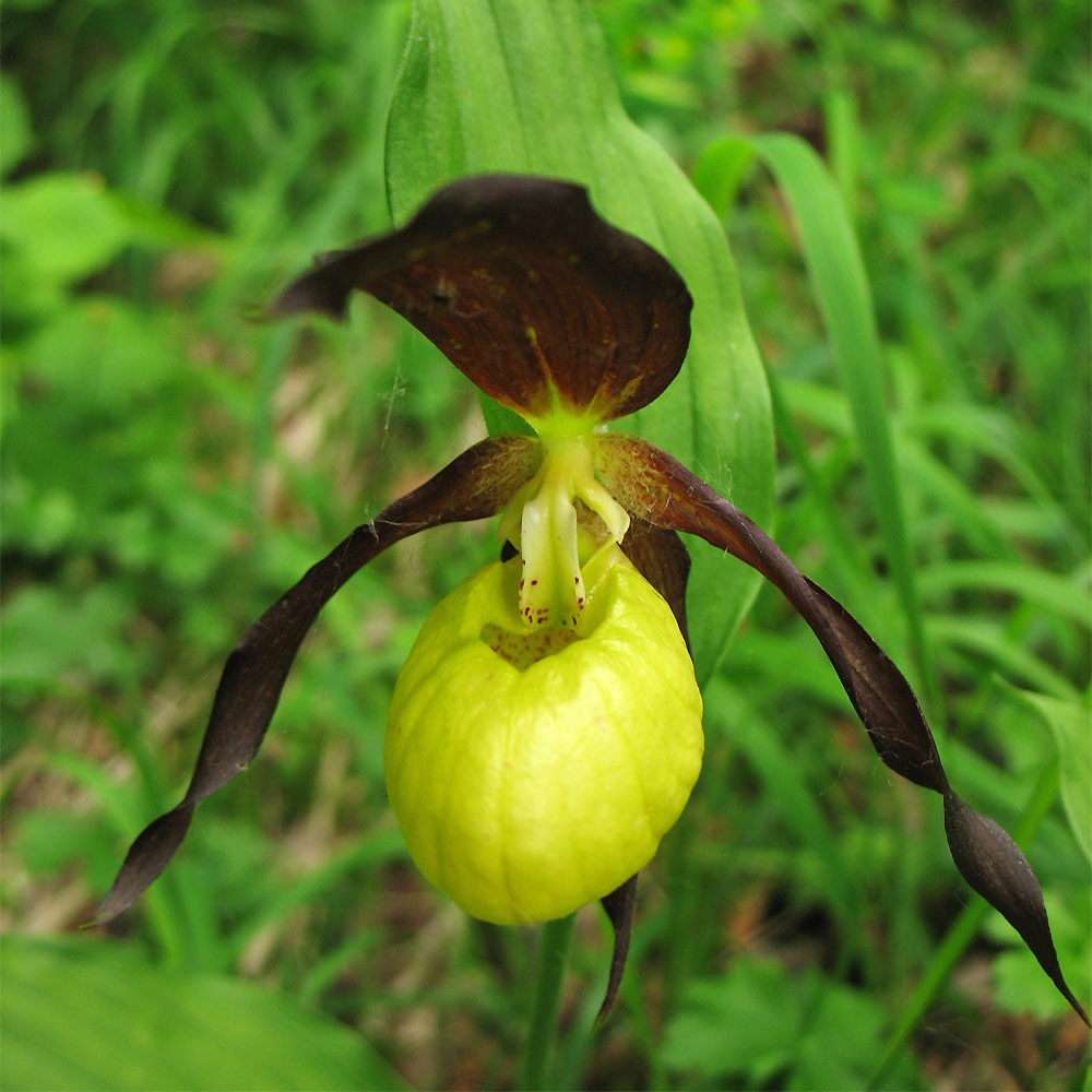 Изображение особи Cypripedium calceolus.