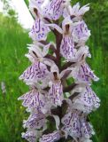 Dactylorhiza fuchsii. Часть соцветия. Коми, Сысольский р-н, окр. пос. Шугрэм, тайга, сырой луг вдоль дороги. 05.07.2013.