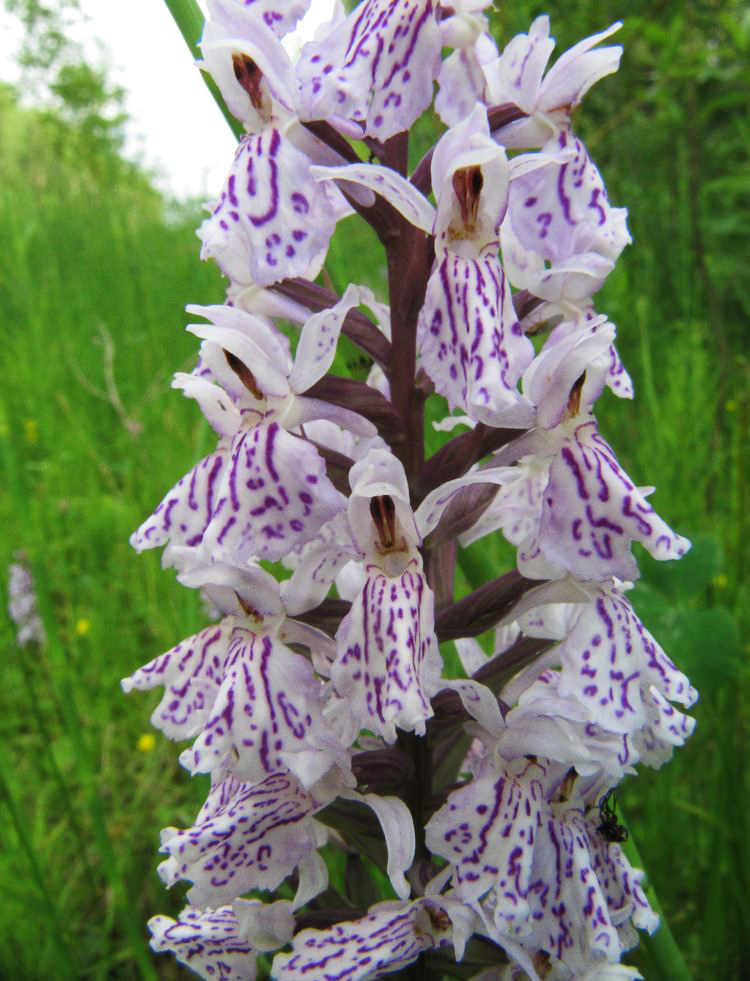 Image of Dactylorhiza fuchsii specimen.