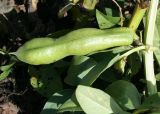 Vicia faba. Незрелый боб. Восточный Казахстан, Уланский р-н, с. Украинка, дачный участок. 07.09.2012.