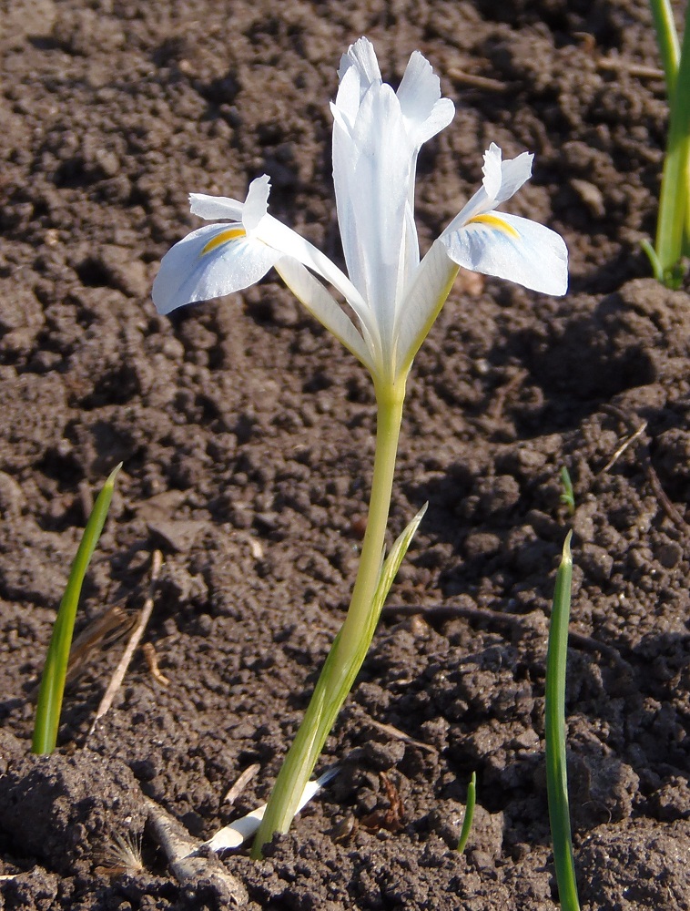 Image of Iridodictyum reticulatum specimen.