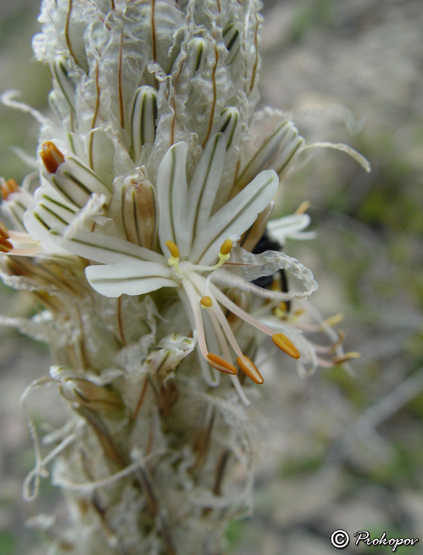 Изображение особи Asphodeline taurica.