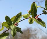 Weigela praecox