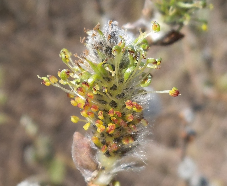 Image of Salix gmelinii specimen.