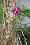 genus Dendrobium. Цветущее растение. Таиланд, провинция Краби, курорт Ао Нанг. 15.12.2013.