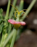 Eschscholzia californica. Отцветший цветок с завязью плода. Германия, г. Дюссельдорф, Ботанический сад университета. 04.05.2014.
