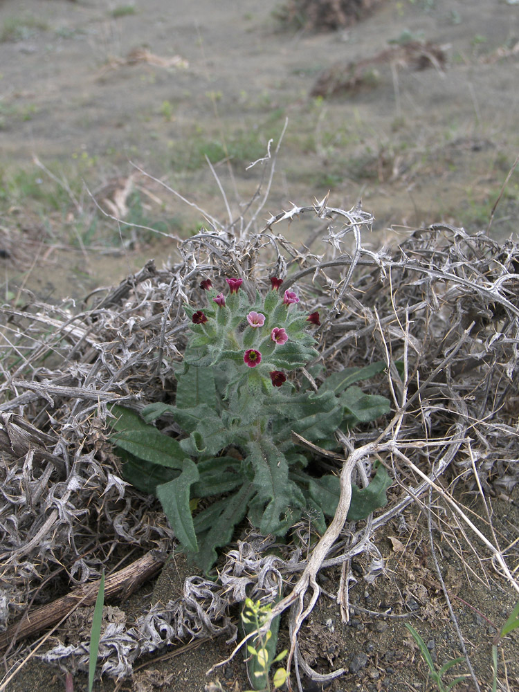 Image of Nonea decurrens specimen.