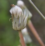 Hypochaeris cretensis