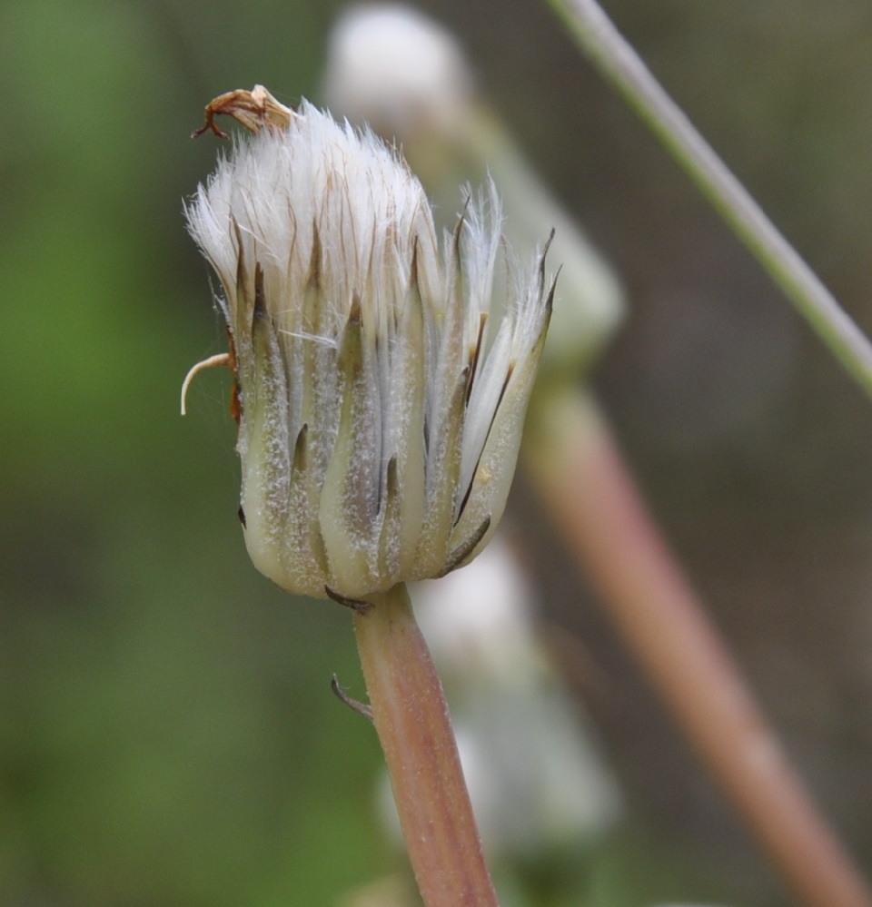 Изображение особи Hypochaeris cretensis.