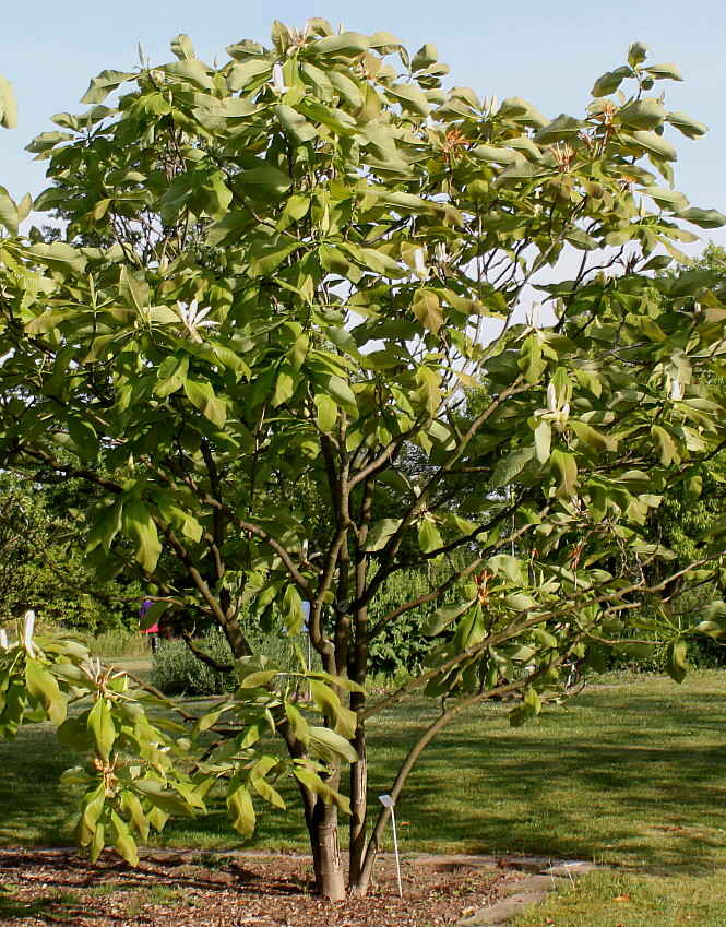 Image of Magnolia tripetala specimen.