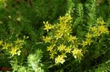 genus Sedum