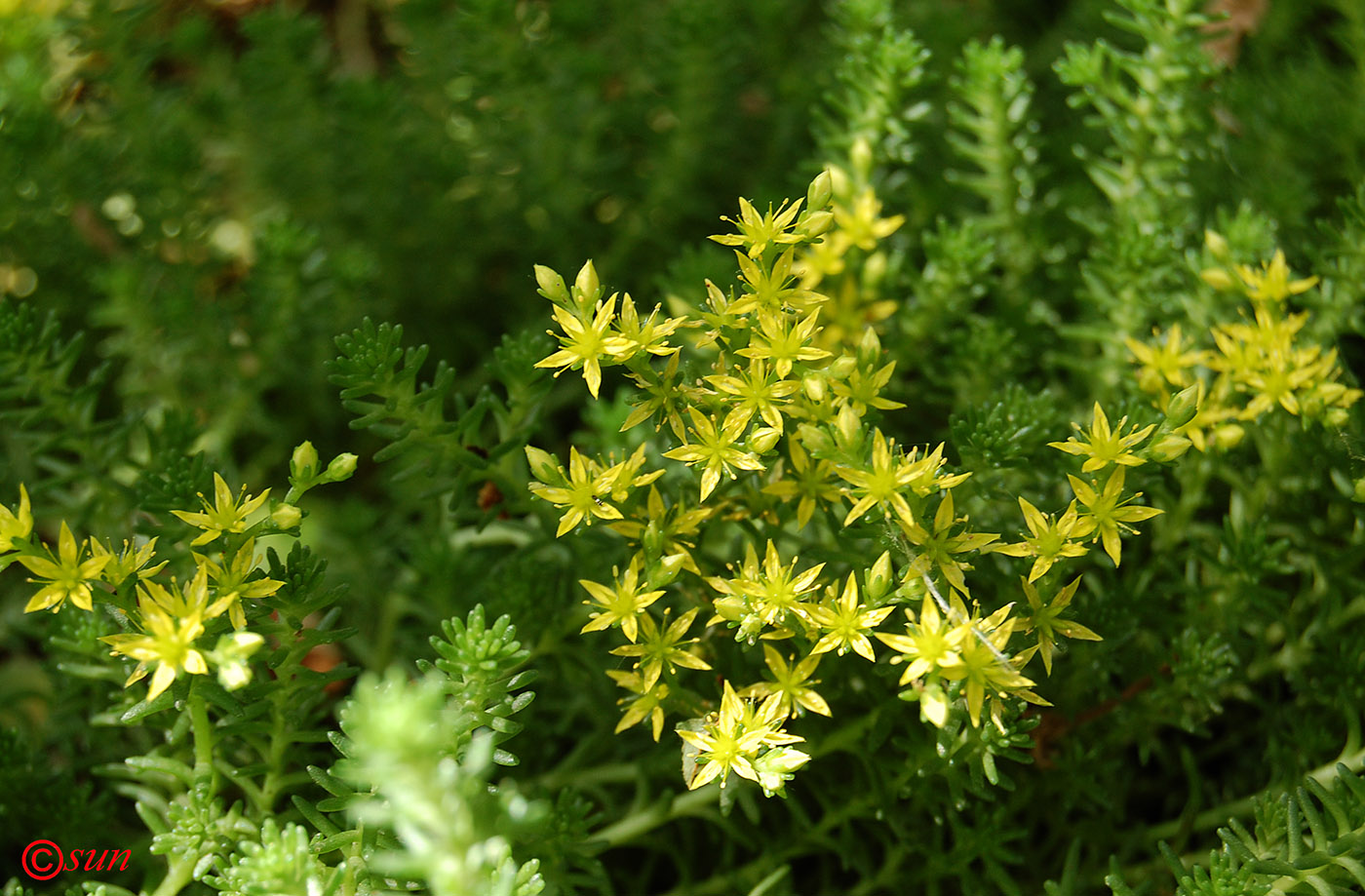 Изображение особи род Sedum.