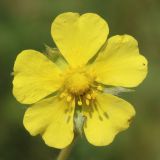 Potentilla leucotricha