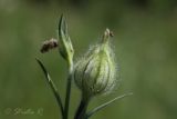Image of taxon representative. Author is Раду Страту