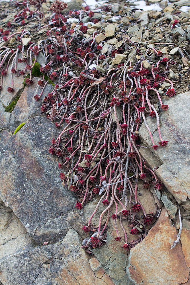 Image of Aizopsis hybrida specimen.
