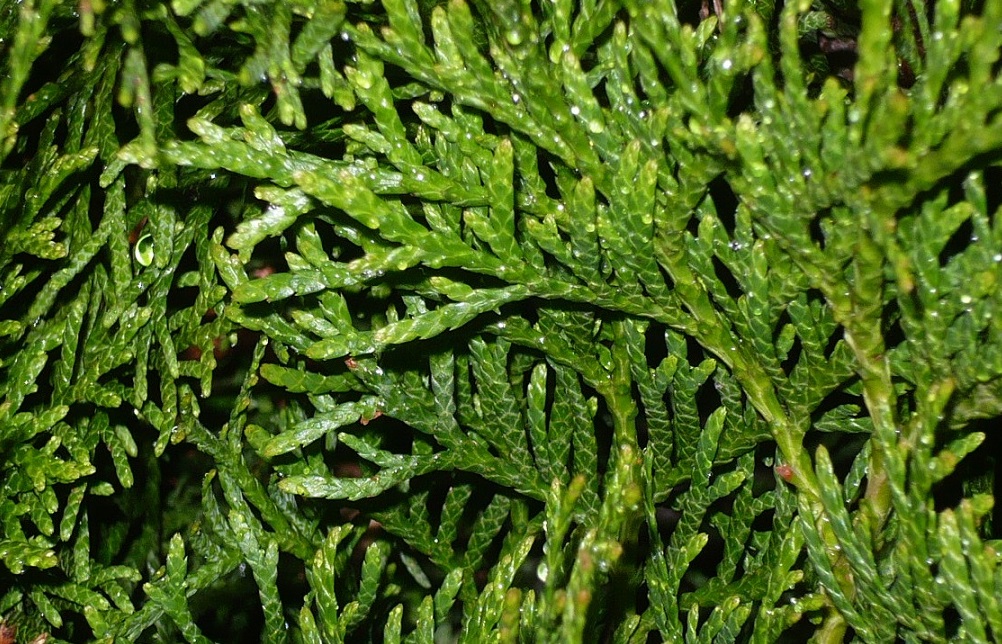 Image of Thuja occidentalis specimen.