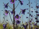 Delphinium elatum