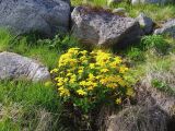 Caltha palustris